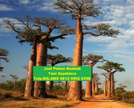 jual pohon baobab di sampit