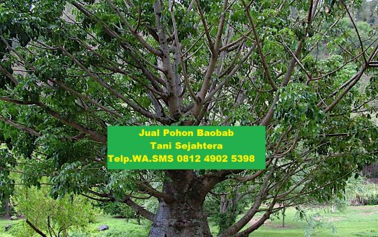 Jual Pohon Baobab Gorontalo