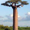 jual-pohon-baobab